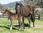 Breednet Gallery - Congrats (USA) Middlebrook Valley Lodge