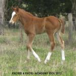 Breednet Gallery - Exceed and Excel Riversdale Farm