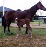Breednet Gallery - More Than Ready (USA) Strawberry Hill Stud