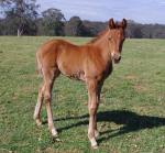 Breednet Gallery - Snippetson Fairview Park Stud