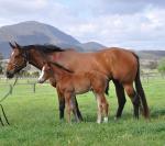 Breednet Gallery - High Chaparral (IRE) Coolmore