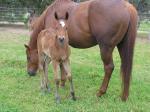 Breednet Gallery - Dr Doute's Ridgeview Park