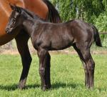 Breednet Gallery - More Than Ready (USA) Coolmore