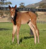 Breednet Gallery - Redoute's Choice Kitchwin Hills