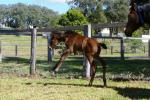 Breednet Gallery - Time Thief Toolooganvale Farm