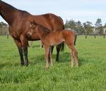 Breednet Gallery - So You Think Coolmore
