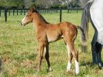 Breednet Gallery - More Than Ready (USA) Broadwater Thoroughbreds