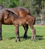 Breednet Gallery - So You Think Bellerive Stud (for Rob Crosby