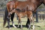 Breednet Gallery - High Chaparral (IRE) Baramul Stud