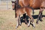 Breednet Gallery - I Am Invincible Marquee Stud