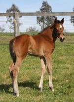 Breednet Gallery - Not a Single Doubt Ashleigh Thoroughbreds