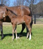 Breednet Gallery - So You Think Coolmore