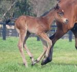 Breednet Gallery - More Than Ready (USA) Kitchwin Hills