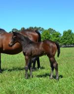 Breednet Gallery - Uncle Mo (USA) Coolmore