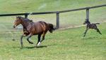 Breednet Gallery - So You Think Ascot Park