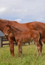 Breednet Gallery - Uncle Mo (USA) Coolmore
