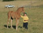 Breednet Gallery - Glacial Gold (USA) Winning Colours Farm