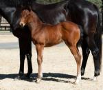 Breednet Gallery - Wanted Jacob Park Thoroughbreds