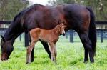 Breednet Gallery - Exceed and Excel Black Caviar owners