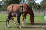 Breednet Gallery - Dalakhani (IRE) Fairview Park