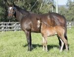Breednet Gallery - Not a Single Doubt Willow Park Stud