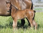 Breednet Gallery - All Too Hard Willow Park Stud