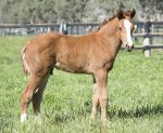 Breednet Gallery - Exceed and Excel Kia Ora Stud