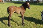 Breednet Gallery - Foxwedge Ashleigh Thoroughbreds for Flame Tree Stud