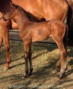 Breednet Gallery - Domesday Riversdale Farm