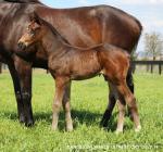 Breednet Gallery - Street Cry (IRE) Sledmere Stud