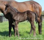 Breednet Gallery - More Than Ready (USA) Sledmere Stud