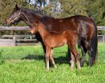 Breednet Gallery - Camelot (GB) Coolmore, NSW