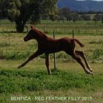 Breednet Gallery - Benfica Riversdale Farm, NSW