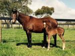 Breednet Gallery - Uncle Mo (USA) Hollylodge, Vic