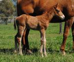 Breednet Gallery - Vital Equine (IRE) Crowning Stone, NSW