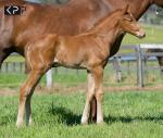 Breednet Gallery - Dawn Approach (IRE) Middlebrook Valley Lodge, NSW