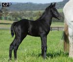 Breednet Gallery - Domesday Middlebrook Valley Lodge, NSW