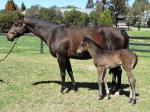 Breednet Gallery - Your Song Torryburn Stud, NSW