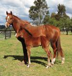 Breednet Gallery - Your Song Torryburn Stud, NSW