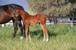 Breednet Gallery - I Am Invincible Canning Downs, Qld