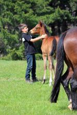 Breednet Gallery - Niagara Lime Country Thoroughbreds