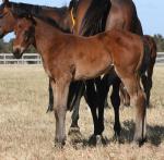 Breednet Gallery - Exceed and Excel Rosemont Stud, Vic