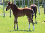 Breednet Gallery - Epaulette Lime Country Thoroughbreds, NZ