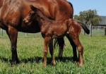 Breednet Gallery - Dawn Approach (IRE) Crowning Stone, NSW