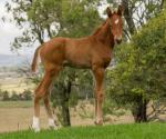 Breednet Gallery - Sepoy Middlebrook Valley Lodge, NSW