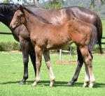 Breednet Gallery - Charge Forward Kitchwin Hills, NSW