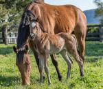 Breednet Gallery - I Am Invincible Ashleigh Thoroughbreds, NSW