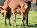 Breednet Gallery - I Am Invincible Holbrook Thoroughbreds