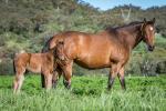 Breednet Gallery - Olympic Glory (IRE) Forest Lodge, NSW