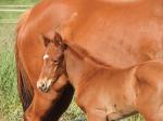 Breednet Gallery - Real Saga Maguire Breeding and Racing